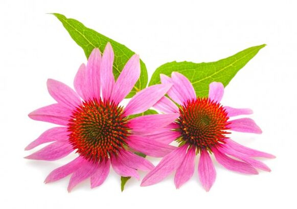 Clean Forte enthält Echinacea purpurea Extrait