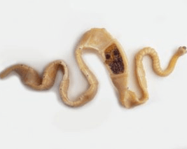 Schwäin Bandwurm