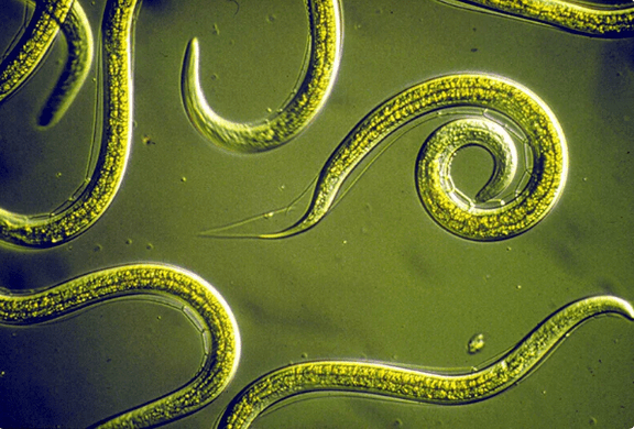 Wéi kritt een d'Parasiten ouni Pëllen lass ze ginn