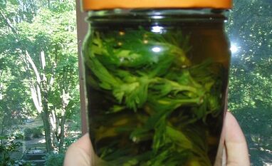 Kraider Tinktur fir Parasiten aus dem Kierper ze läschen