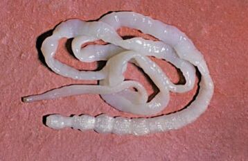 Parasiten