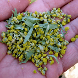 Wormwood fir Parasiten